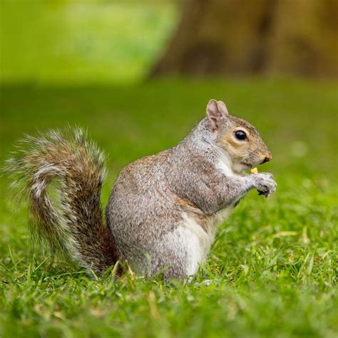 Wildlife - Grover Cleveland Park Conservancy