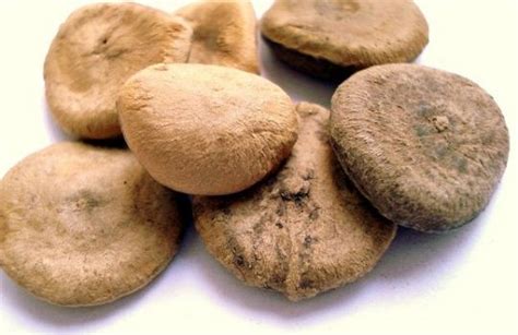 NUX VOMICA ( STRYCHNOS NUX VOMICA) - Kerala Naturals