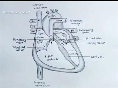 Draw a section view of human heart and labelrhe following. The chamber ...