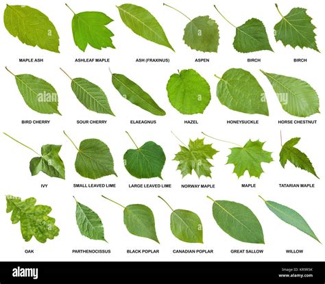 Different Types Of Leaves With Names And Pictures - Free Word Template