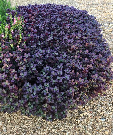 Alternanthera "Purple Prince" - dark foliage ground cover | Purple ...