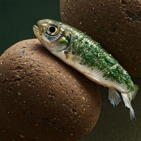 Can Cooking Contaminated Shellfish Destroy the Biotoxins? → Learn
