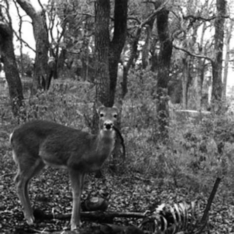 Are Deer Bones Safe For Dogs To Eat