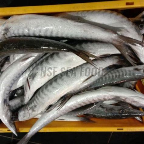 NSF Sea Food Virudhunagar - Live Little Tunny Fish Exporter and Supplier