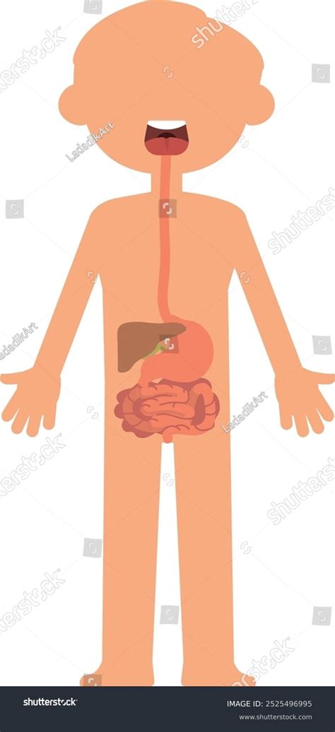 Image result for Child Digestive System