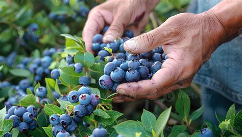 AI generated Blueberry harvest season. Hands picking blueberries from a blueberry shrub during ...