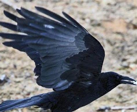 俗语：“天下乌鸦一般黑”什么意思？这句话来源于哪里？