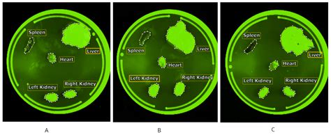 Biodistribution of Polyaldehydedextran Nanoparticle-Encapsulated ...