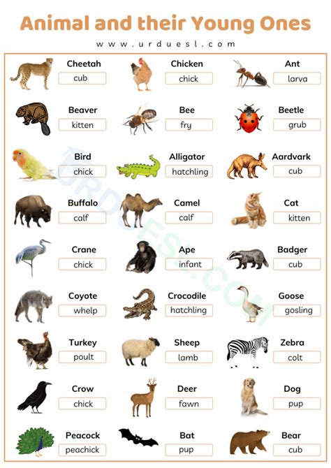 Image result for Common Animals Classification Chart