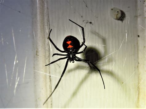 Northern Black Widow Spider