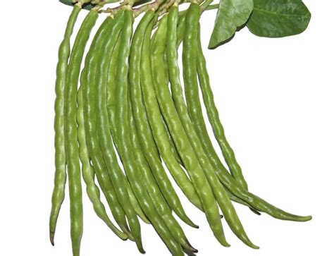 Leading Cowpea Seed Exporter & Supplier in India - Farming Seed ...