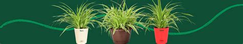 Grow Beauty with Spider Plants| Shop Chlorophytum for Vibrant Spaces ...