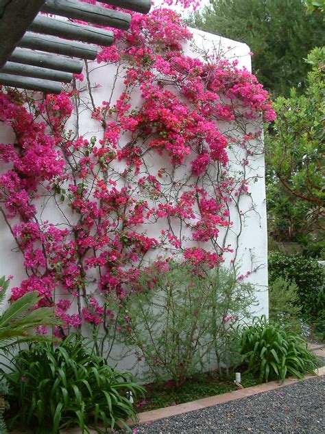 Climbing plants 8 fast growing creepers and vines – Artofit