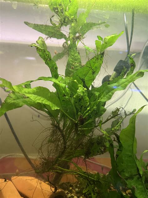 Image result for Growing Java Fern in a Bucket