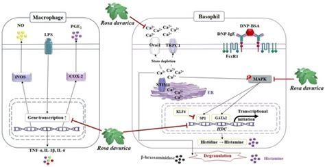 Rosa davurica Inhibited Allergic Mediators by Regulating Calcium and ...