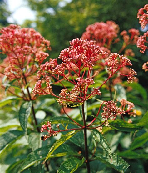 How to Plant and Grow Joe Pye Weed