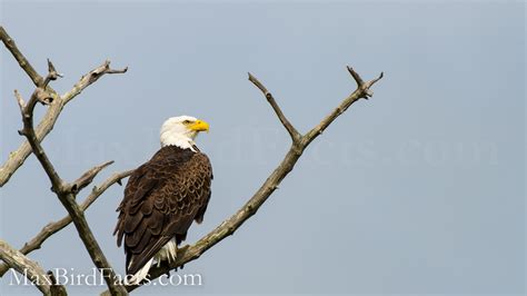 How Far Can An Eagle See – Mathematically Proving Birds Are Best - Welcome to MaxBirdFacts.com!!!