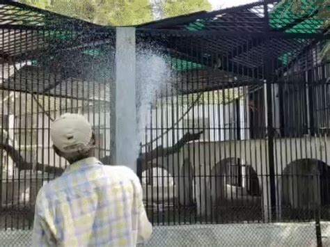 Vadodara Zoo Animals Get Heat Relief; Green Nets, Water Sprinklers ...