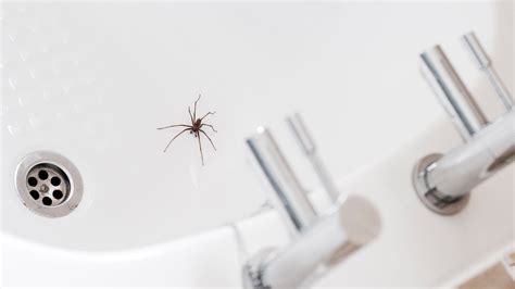 5 Common Myths About House Spiders