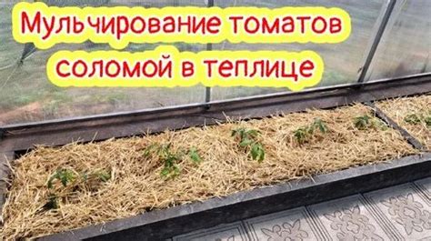Мульчирование томатов в теплице соломой. Почему я это делаю! | Сад ...