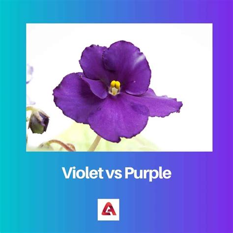 Violet vs Purple: Difference and Comparison