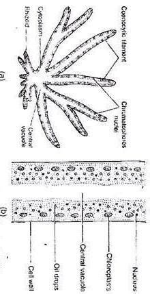thallus of vaucheria is example of - Brainly.in