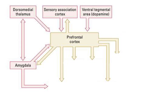 Image result for Different Types of Prefrontal Cortex
