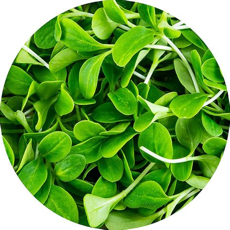 dikemas dengan microgreens borage, daun / bibit yang sangat muda, 50 ...