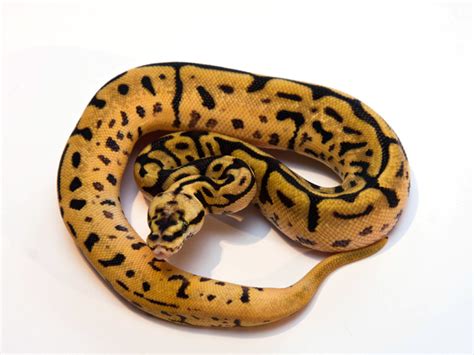 Image result for Leopard Spider Ball Python