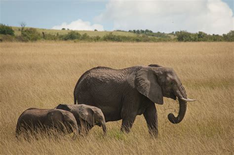 Kenyan Endangered Species and Their Challenges - The Art of Ecology