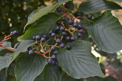 PAGODA DOGWOOD - CORNUS ALTERNIFOLIA | The UFOR Nursery & Lab