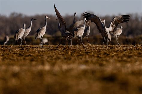 PHOTOS: Sandhill Cranes migrate through Colorado’s San Luis Valley – The Denver Post