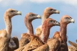 Environment and Ecology: September 2025 UPSC Current Affairs - Current ...