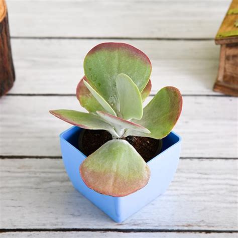 Buy Kalanchoe Flapjack, Poplet - Succulent Plant online from ...