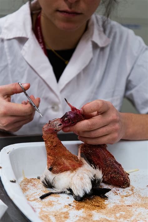 Image result for Skinning Python