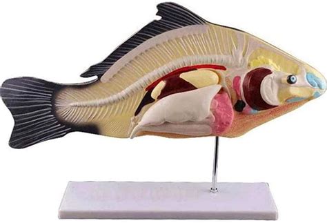 Rayacofish Anatomy Model 47 X 19 Cm Anatomy Fish Animal | Desertcart INDIA