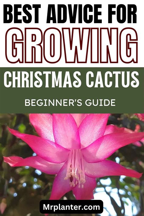 Best Advice For Growing Christmas Cactus | Christmas cactus, Christmas ...