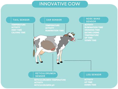Decoding The Complex Social Behavior Of Cows You Need To Know