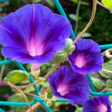 Heavenly Blue Morning Glory Seeds - ChilliBlossom.in