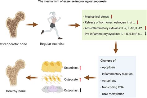Frontiers | Exercise for osteoporosis: A literature review of pathology and mechanism