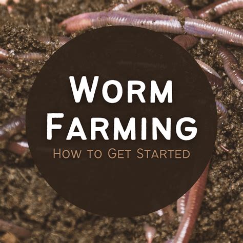 Basement Worm Farm 的图像结果