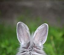 Image result for Cute Rabbit Ears Headband