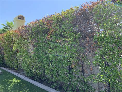 Carolina Cherry Laurel Hedge Carolina Cherry Laurel (Prunus