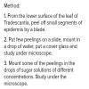 Describe an experiment to demonstrate plasmolysis using cells of Rhoeo ...