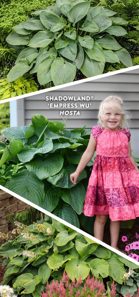 Shadowland® 'Empress Wu' - Hosta hybrid | Proven Winners in 2023 ...