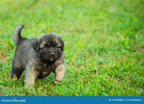 Portrait of Young Illyrian Shepherd Dog Puppy Sarplaninac, Yugoslavian ...