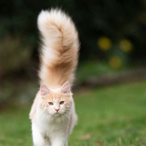Why Your Cat Cries Touching Tail Base Explained. Cat Cries When Touching Base Of Tail