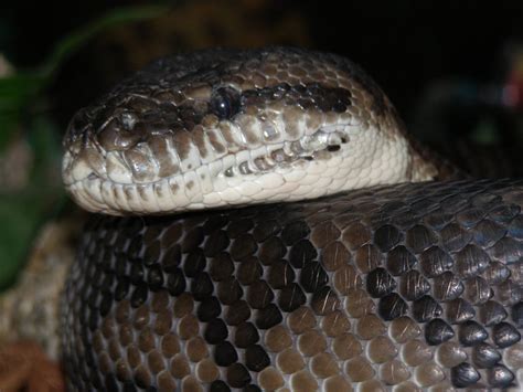 Image result for Coastal Python