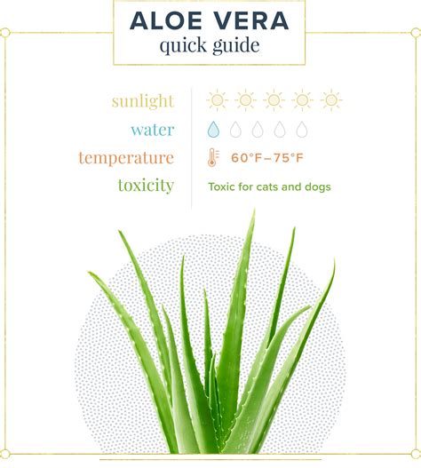 Aloe Vera Plant Care Guide: Growing Info + Tips - ProFlowers Blog
