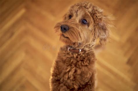 Image result for Cockapoo Girl
